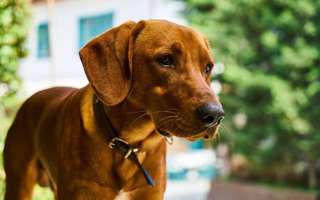 Promozione: articoli per cani